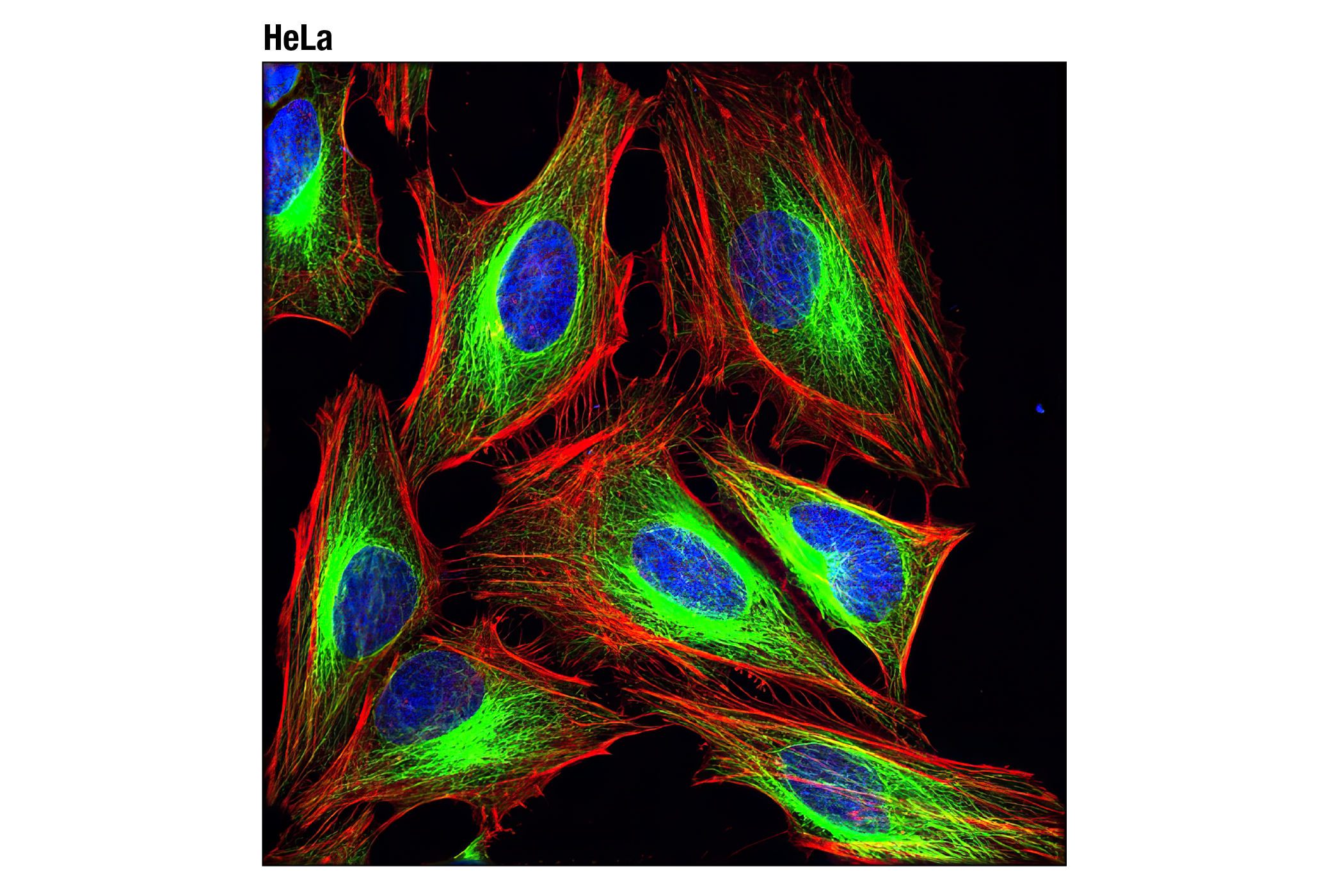 Immunofluorescence Image 1: α-Tubulin (DM1A) Mouse mAb (Alexa Fluor® 488 Conjugate)