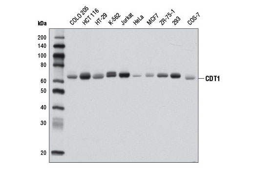  Image 10: Cell Cycle Phase Determination Antibody Sampler Kit