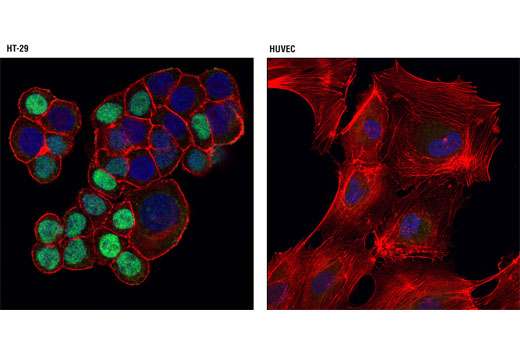  Image 23: Cell Cycle Phase Determination Antibody Sampler Kit