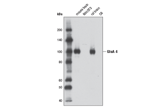Western Blotting Image 1: AMPA Receptor 4 (GluA 4) (D41A11) XP® Rabbit mAb