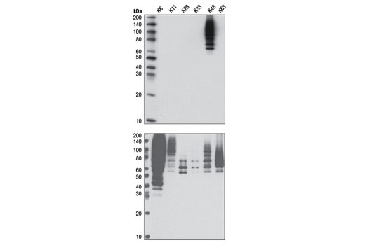Western Blotting Image 2: K48-linkage Specific Polyubiquitin (D9D5) Rabbit mAb