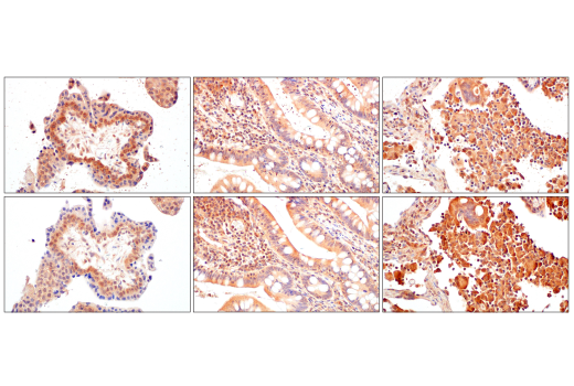 Immunohistochemistry Image 13: VHL (E3X9K) Rabbit mAb
