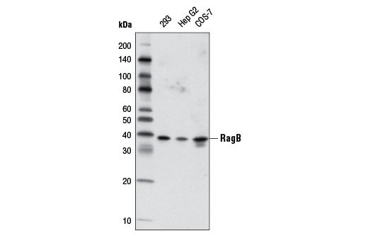  Image 9: Rag Protein Antibody Sampler Kit