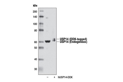 Western Blotting Image 2: USP14 Antibody