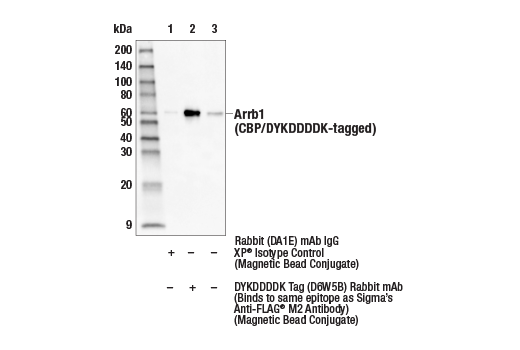 Immunoprecipitation Image 1: DYKDDDDK Tag (D6W5B) Rabbit mAb (Binds to same epitope as Sigma-Aldrich Anti-FLAG M2 antibody) (Magnetic Bead Conjugate)
