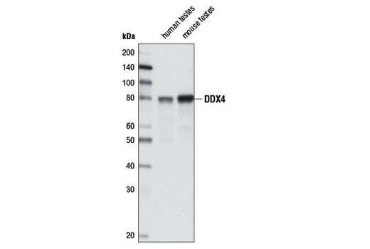 Western Blotting Image 1: DDX4 Antibody