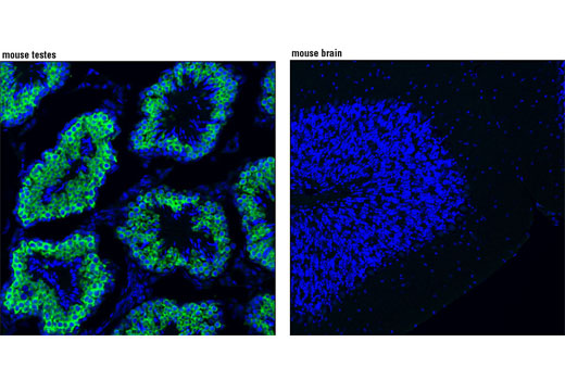 Immunofluorescence Image 1: DDX4 Antibody