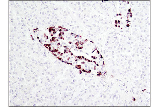 Immunohistochemistry Image 2: Proglucagon (D16G10) XP® Rabbit mAb (BSA and Azide Free)
