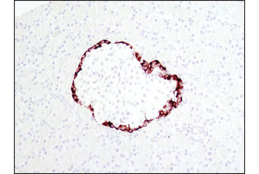 Immunohistochemistry Image 1: Proglucagon (D16G10) XP® Rabbit mAb (BSA and Azide Free)