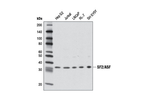 Western Blotting Image 1: SF2/ASF Antibody