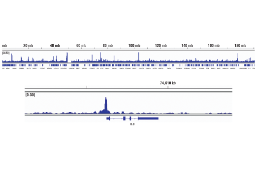 Chromatin Immunoprecipitation Image 2: NF-κB p65 (D14E12) XP® Rabbit mAb