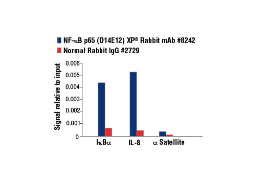  Image 40: NF-κB Pathway Antibody Sampler Kit