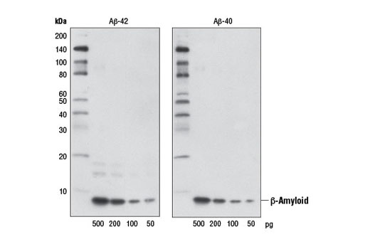  Image 11: β-Amyloid Peptides Antibody Sampler Kit