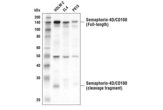 Western Blotting Image 2: Semaphorin-4D/CD100 (E8S8A) Rabbit mAb
