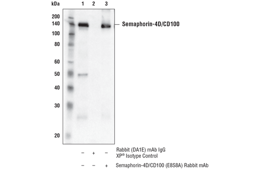 Immunoprecipitation Image 1: Semaphorin-4D/CD100 (E8S8A) Rabbit mAb
