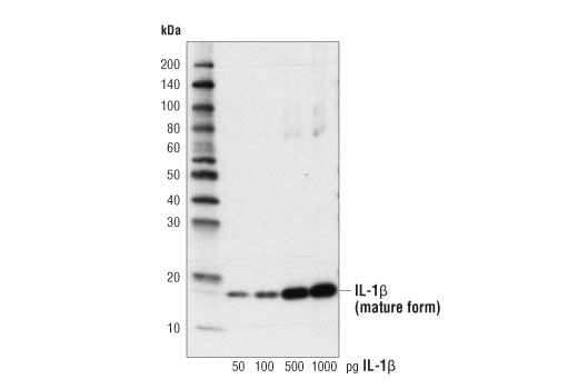  Image 12: Innate Immunity Activation Antibody Sampler Kit