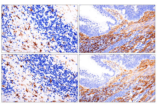 Immunohistochemistry Image 3: TMEM119 (E3E4T) Mouse mAb (BSA and Azide Free)