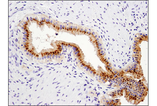 Immunohistochemistry Image 2: FGF19 (D1N3R) Rabbit mAb