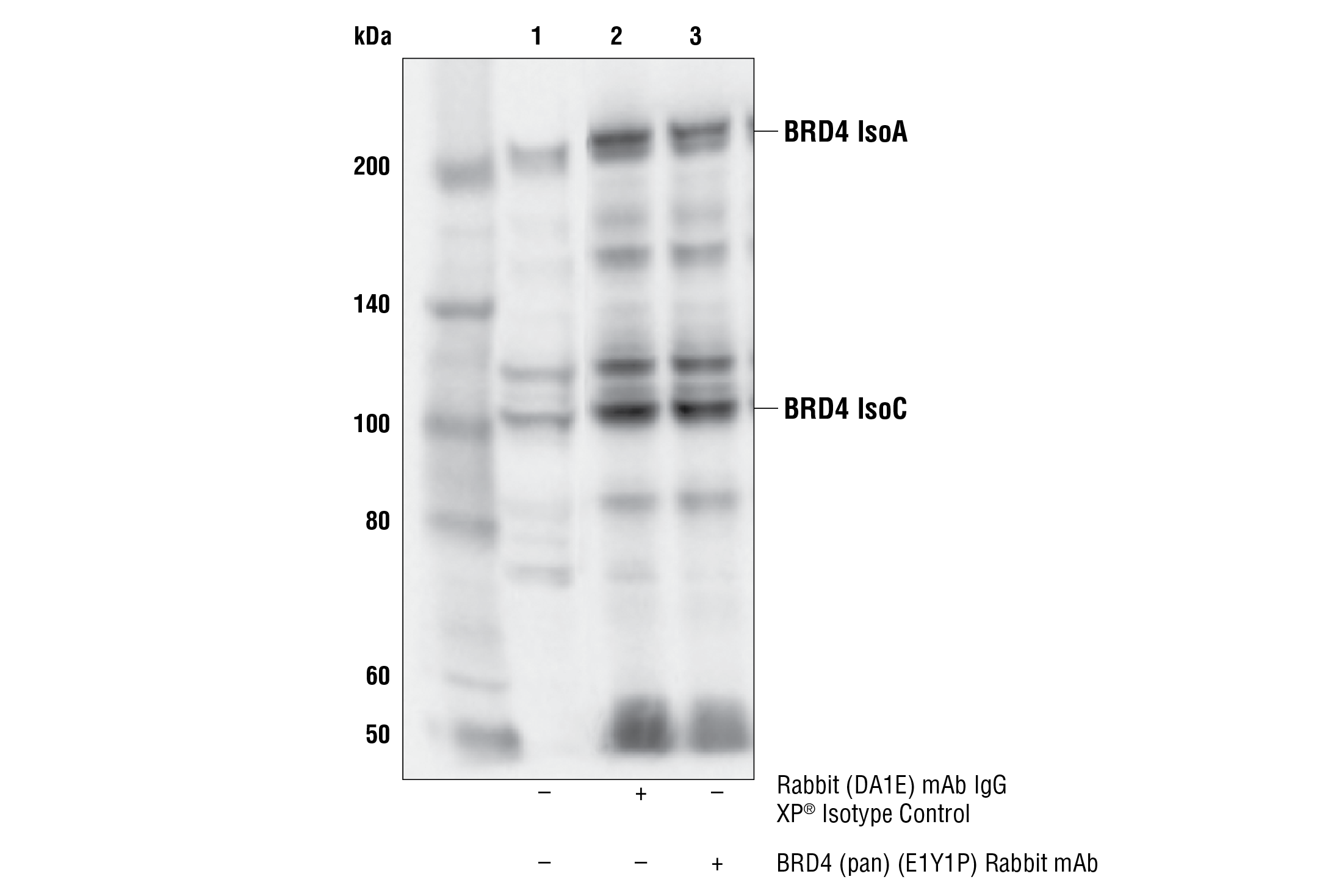  Image 16: BRD4 Antibody Sampler Kit