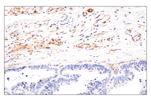 Immunohistochemistry Image 2: LC3B (E5Q2K) Mouse mAb
