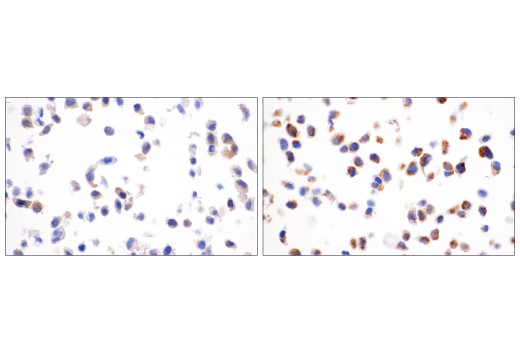 Immunohistochemistry Image 8: LC3B (E5Q2K) Mouse mAb