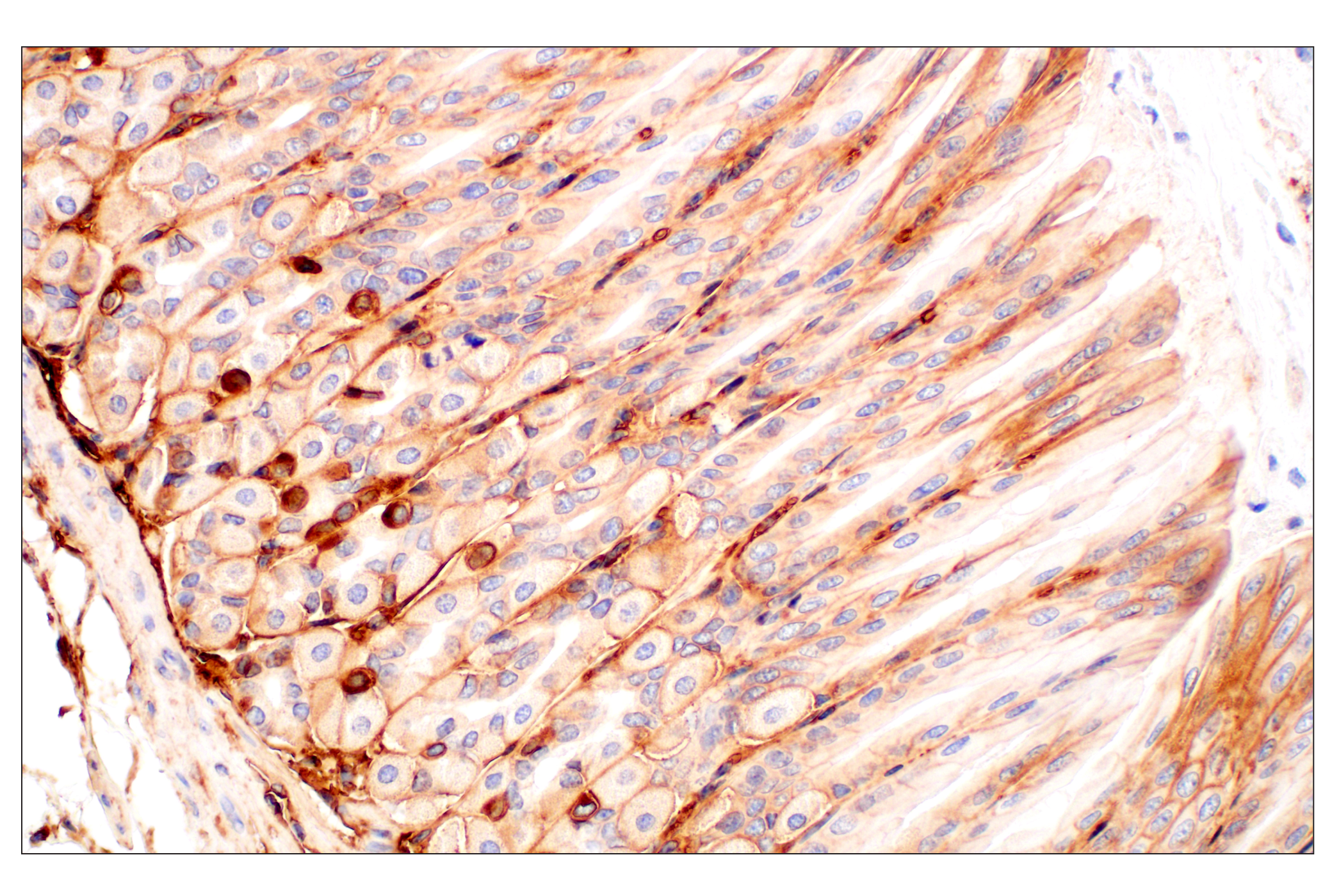 Immunohistochemistry Image 4: CD47 (E2V9V) Rabbit mAb (BSA and Azide Free)