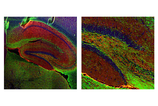 Immunofluorescence Image 2: Myelin Basic Protein (E9P7U) Mouse mAb