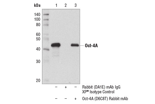 Immunoprecipitation Image 1: Oct-4A (D6C8T) Rabbit mAb