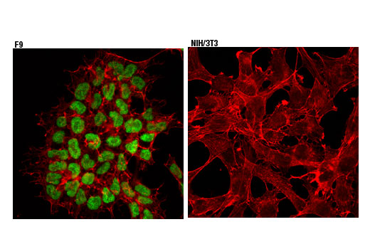 Immunofluorescence Image 1: Oct-4A (D6C8T) Rabbit mAb