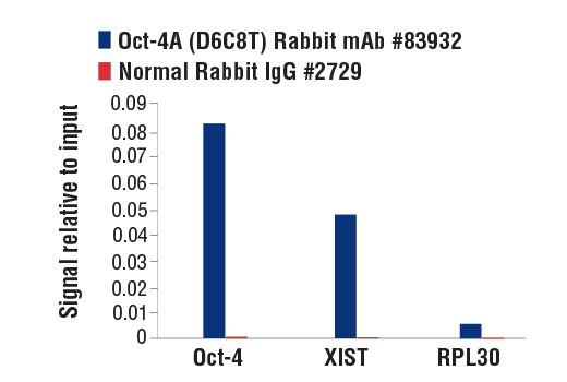 Chromatin Immunoprecipitation Image 1: Oct-4A (D6C8T) Rabbit mAb