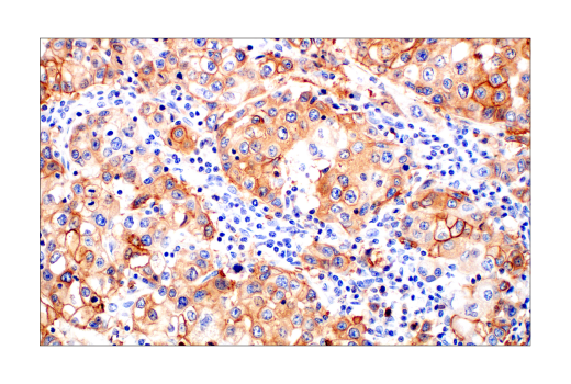Immunohistochemistry Image 7: Glut1 (E4S6I) Rabbit mAb (BSA and Azide Free)