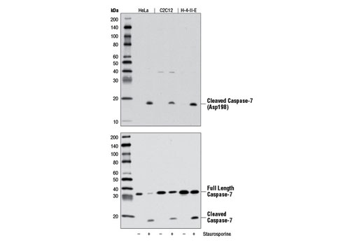  Image 6: Cleaved Caspase Antibody Sampler Kit