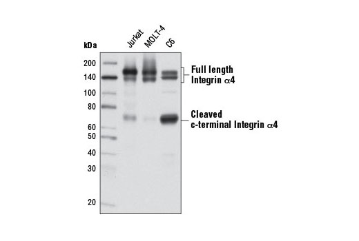  Image 7: Integrin Antibody Sampler Kit