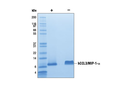  Image 2: Human C-C Motif Chemokine 3 (hCCL3/MIP-1-α)