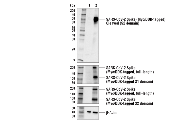  Image 11: SARS-CoV-2 Virus-Host Interaction Antibody Sampler Kit
