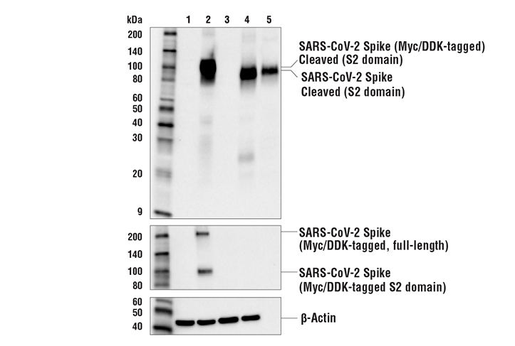 Western Blotting Image 2: Cleaved SARS-CoV-2 Spike Protein (Ser686) Antibody