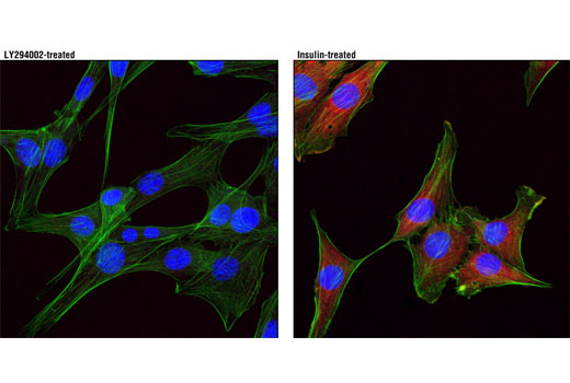 Immunofluorescence Image 1: Phospho-NDRG1 (Thr346) (D98G11) XP® Rabbit mAb (Alexa Fluor® 594 Conjugate)