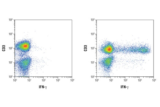 Flow Cytometry Image 1: IFN-γ (D3H2) XP® Rabbit mAb