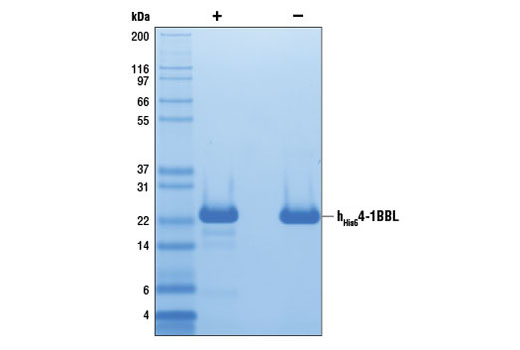  Image 2: Human His64­1BB Ligand/TNFSF9 (hHis64-1BBL)