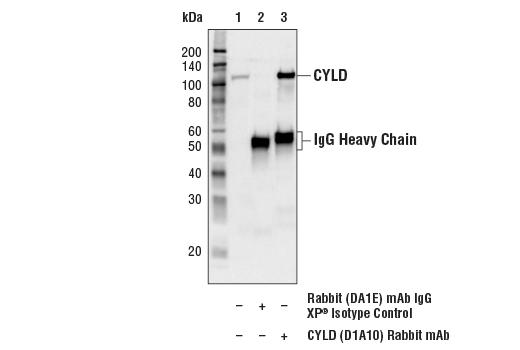 Immunoprecipitation Image 1: CYLD (D1A10) Rabbit mAb