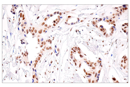 Immunohistochemistry Image 3: SirT1 (1F3) Mouse mAb
