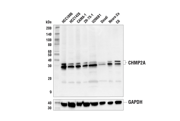 Western Blotting Image 2: CHMP2A Antibody