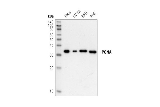 Western Blotting Image 1: PCNA (PC10) Mouse mAb (BSA and Azide Free)