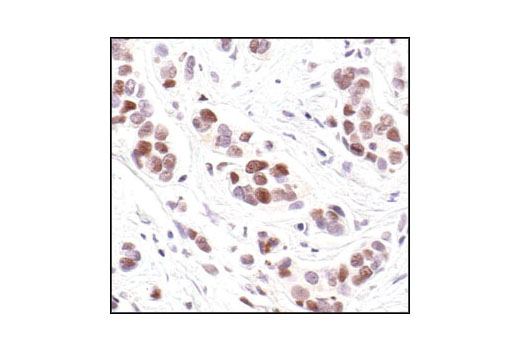 Immunohistochemistry Image 1: PCNA (PC10) Mouse mAb (BSA and Azide Free)