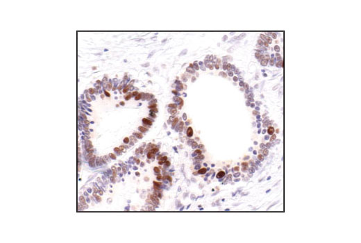 Immunohistochemistry Image 2: PCNA (PC10) Mouse mAb (BSA and Azide Free)