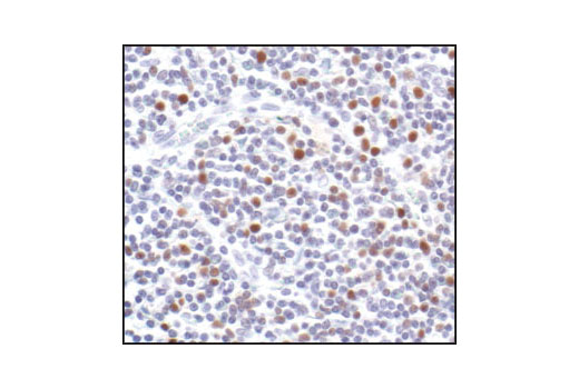 Immunohistochemistry Image 3: PCNA (PC10) Mouse mAb (BSA and Azide Free)