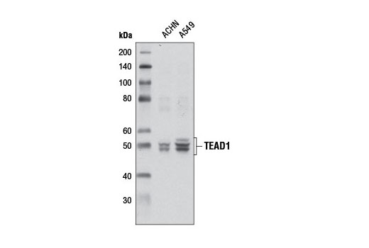 Western Blotting Image 2: TEAD1 Antibody
