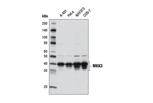  Image 4: PhosphoPlus® MKK3/MKK6 (Ser189/207) Antibody Kit