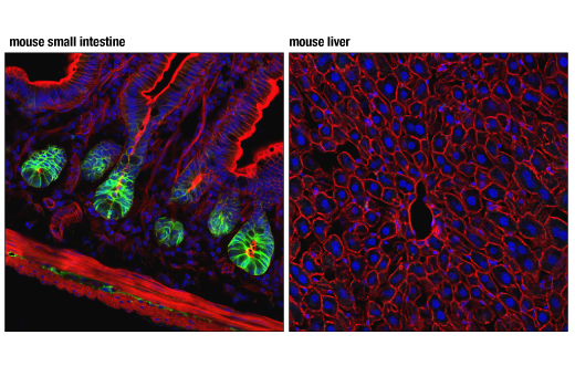 Immunofluorescence Image 1: NKCC1 (D2O8R) XP® Rabbit mAb