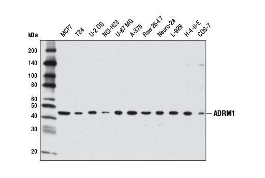 Western Blotting Image 1: ADRM1 Antibody